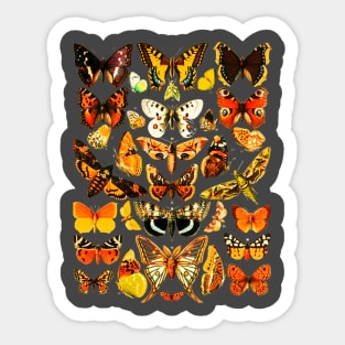 Vintage Butterflies Butterfly Collection Lepidopterology Sticker